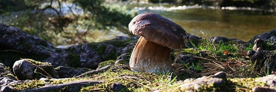 Cumbriafoodie banner