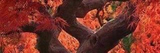 Ahmet DRD banner