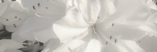 Nuggetmuni Profile Banner