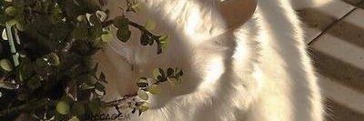 AlirezF65826's profile banner image