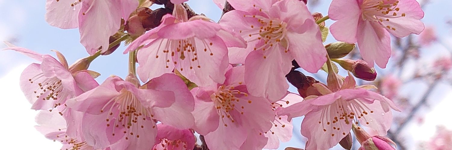 hanakisetsu's profile banner image