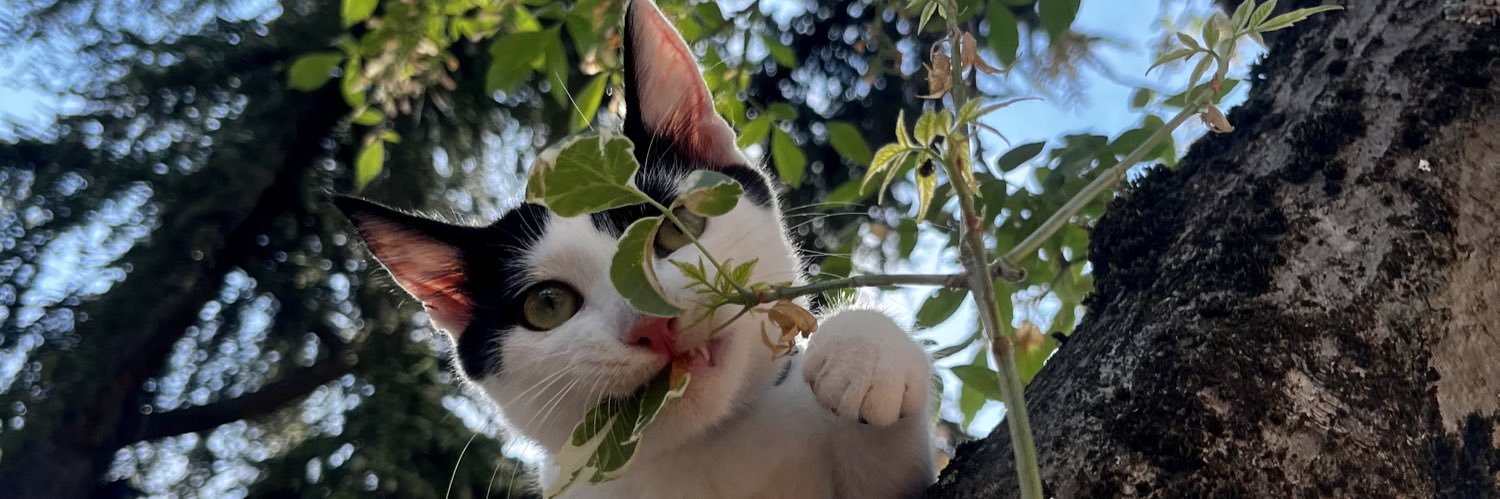 Sᴏʟᴀʟ Gᴇɴᴅʀɪɴ banner