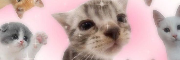 carleighfrys's profile banner image