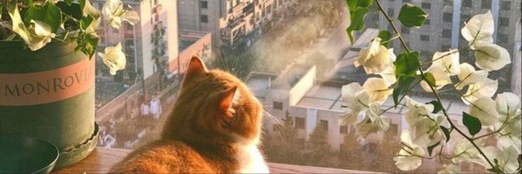 lynx_chloe's profile banner image