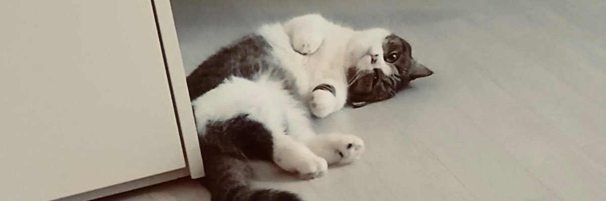 anuomali's profile banner image