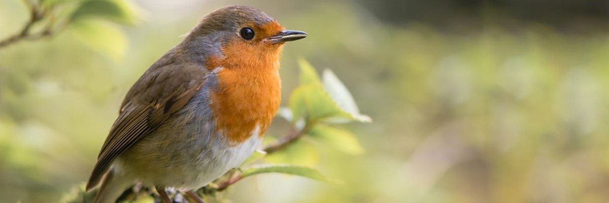 Year 1 Robin Class banner