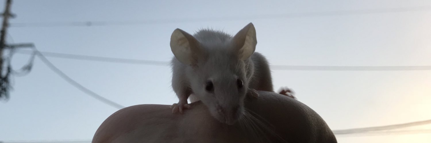 🐁ひでぽん banner