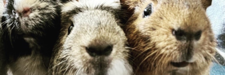 Fleetville Junior School banner