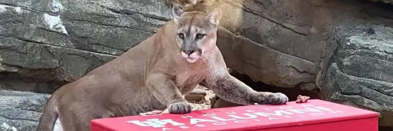 TwoPleceCoogs banner