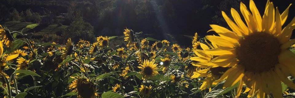 stevepike's profile banner image