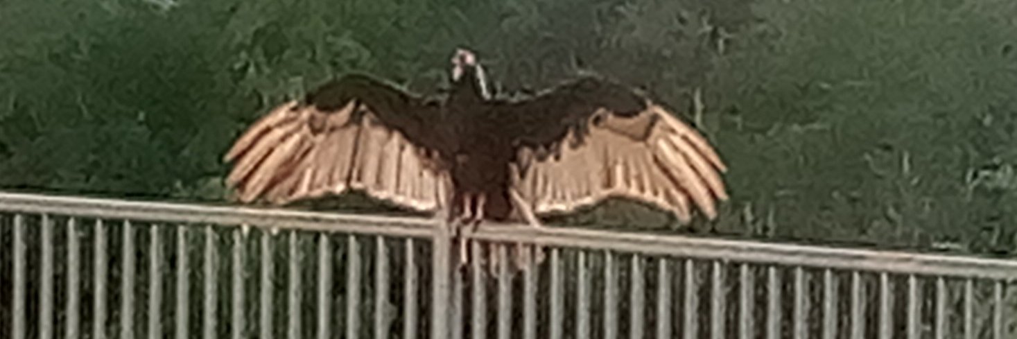 zephdron's profile banner image