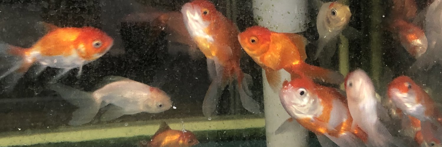 𝐢𝐛𝐨𝐫𝐦ं॰ * banner