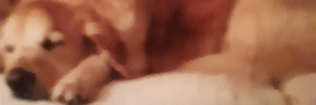 _FionaTobin's profile banner image