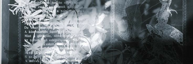 .*☆𝐊𝐢𝐰𝐢☆*.'s banner