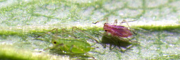 Dr_Joe_Roberts Profile Banner