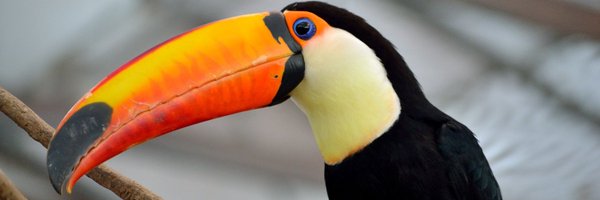 Demico0000 Profile Banner