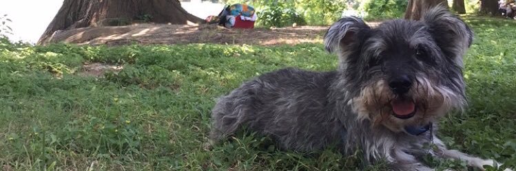 desibear98's profile banner image