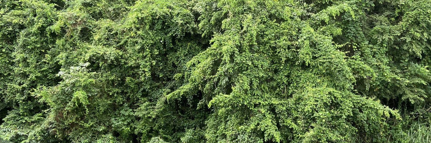 Alina Sánchez López banner