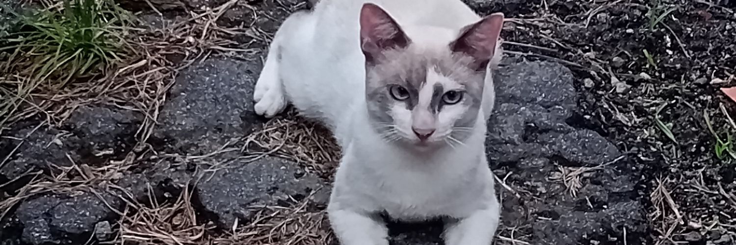 L0ssZ's profile banner image