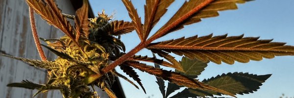 melodygrows Profile Banner