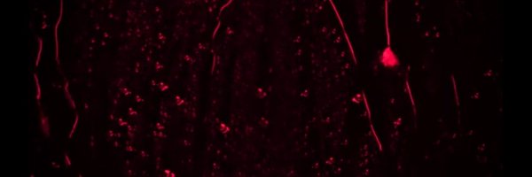 NightmareBjo Profile Banner