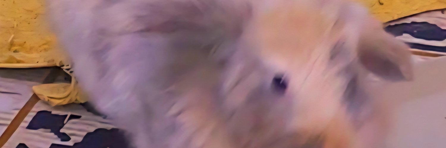 Saraaous_'s profile banner image
