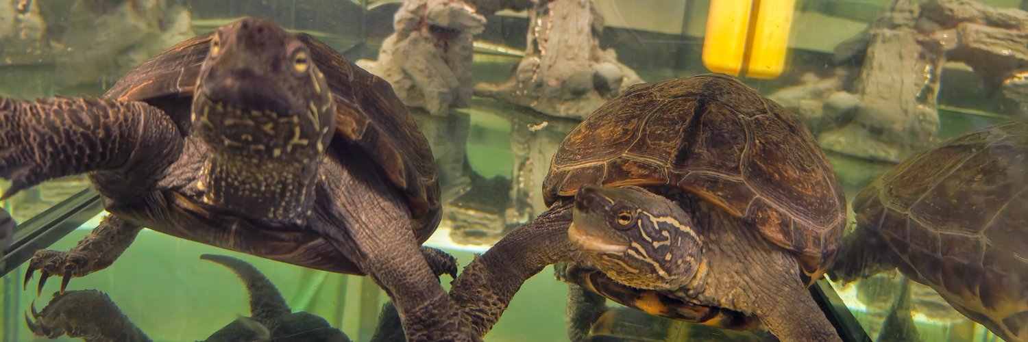 Near R'lyeh 🐀 banner