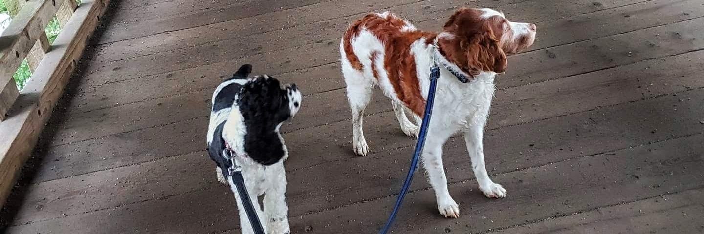 DimitriPantazopoulos banner