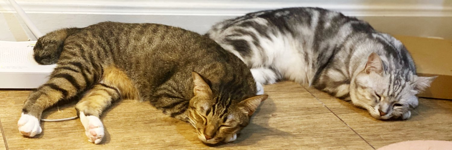 bllless 🏳️‍🌈🇺🇦🍭 banner