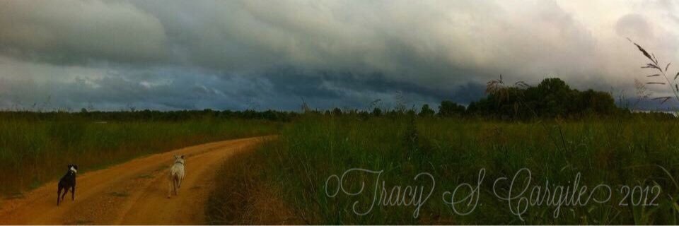 tracycargile's profile banner image