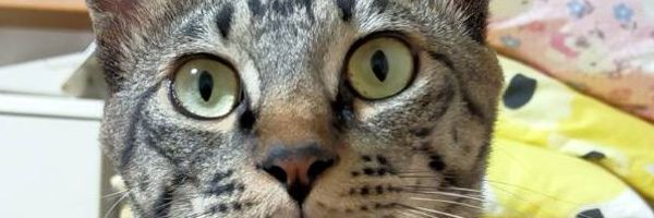 manchikan555 Profile Banner