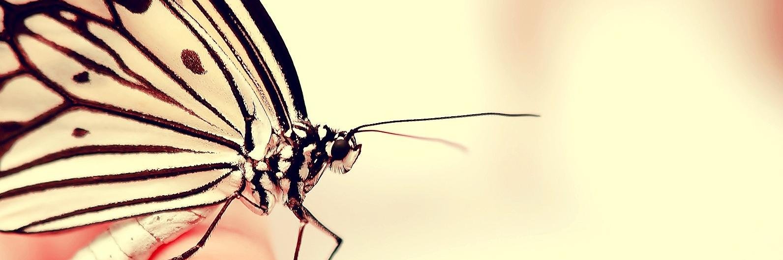 Lupus_Mexico's profile banner image