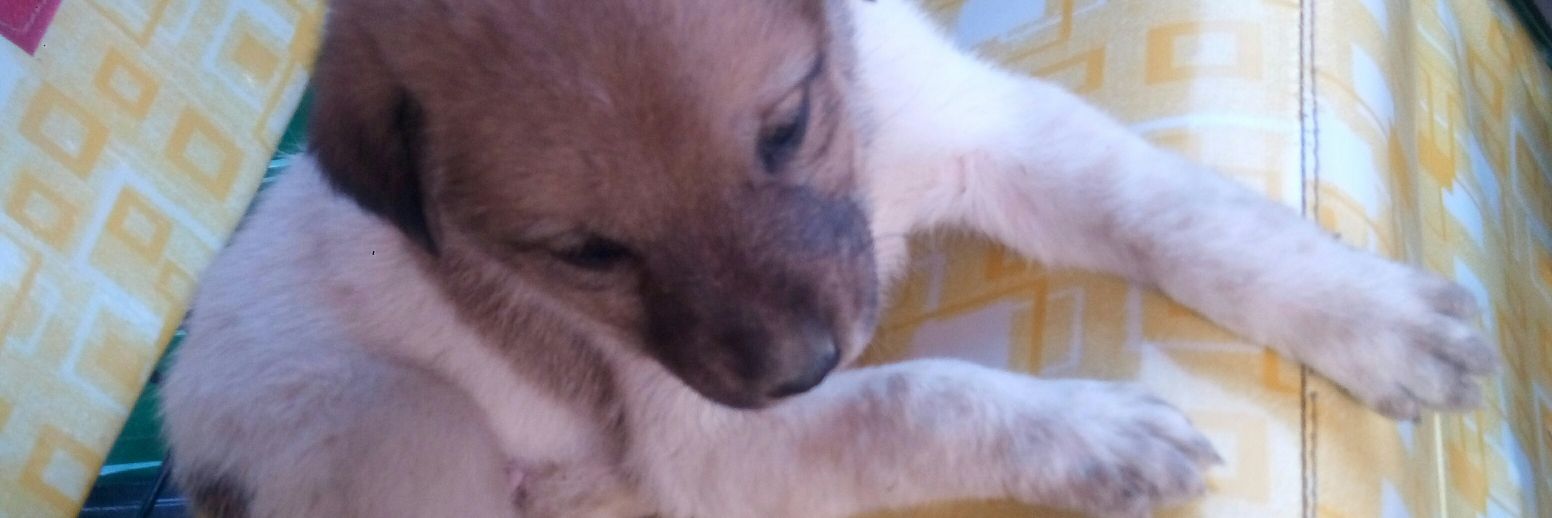duwedi's profile banner image