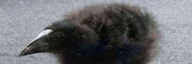 Kelpstone's profile banner image