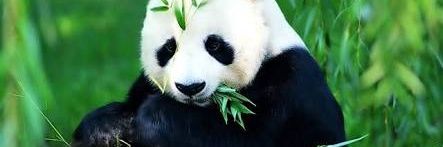 PandaForHug's profile banner image