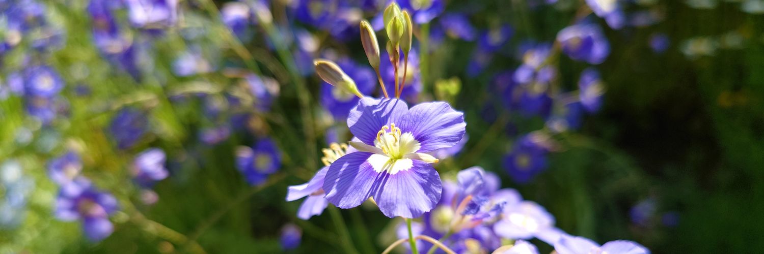 *⋆⸜Miltank_2⸝⋆* 𝕏 banner
