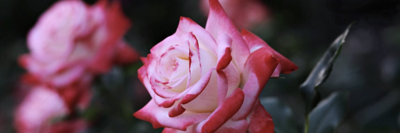 🌹 Rose Vechernyaya 🌹 banner