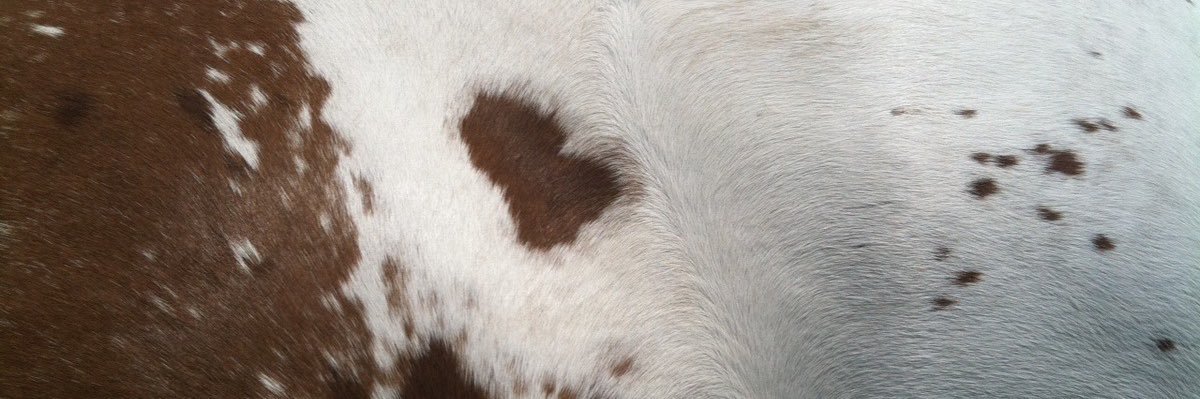 lamb's banner