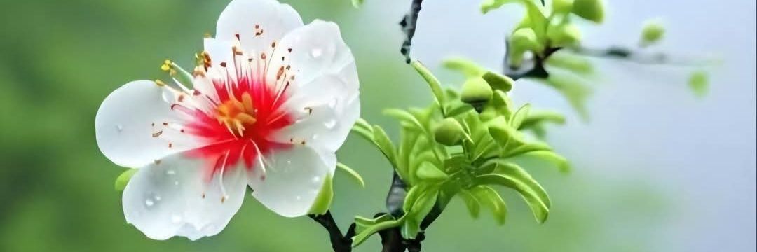 Deepak Sen banner