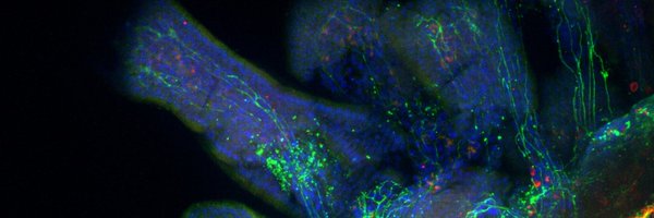 braingutaxis Profile Banner