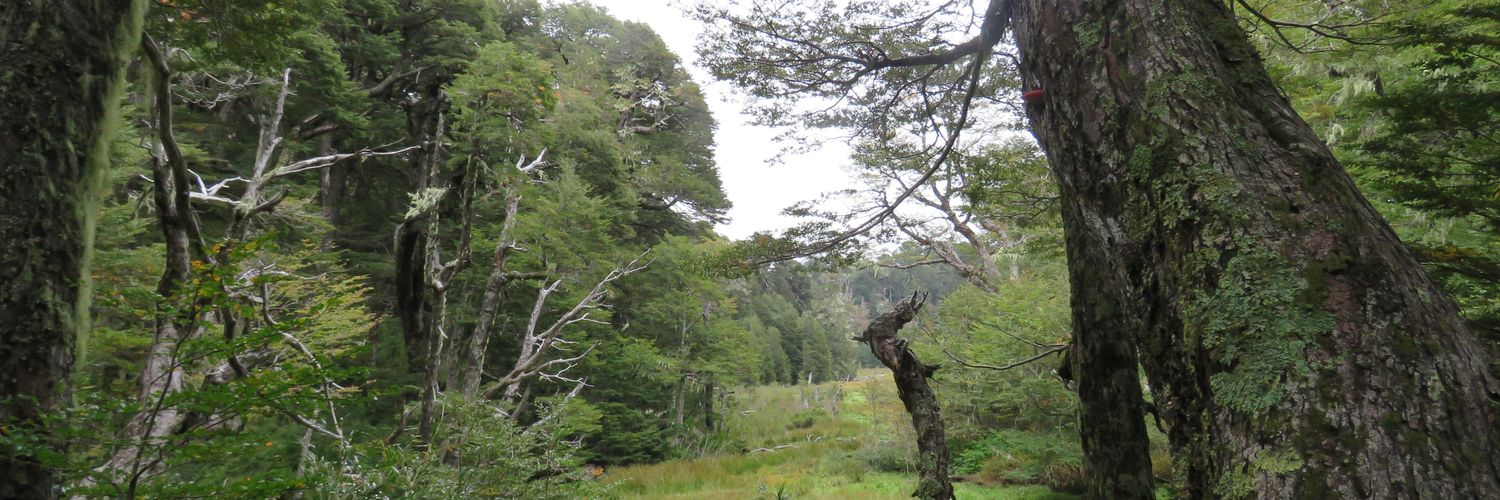 DoseldelBosque's profile banner image