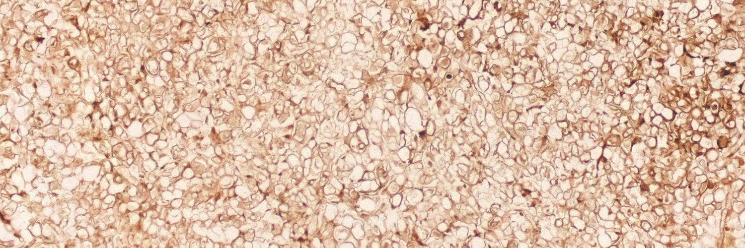 Daniel D. Rhoads banner