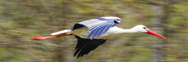 BOCIEK1919 Profile Banner