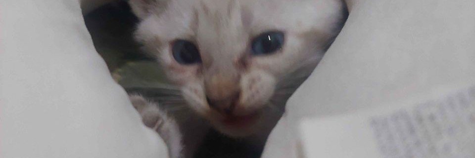 ThiwyWidodo's profile banner image