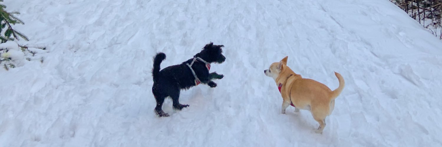 porcupine spike banner