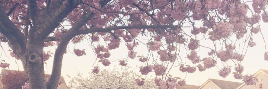 samcampbellx's profile banner image
