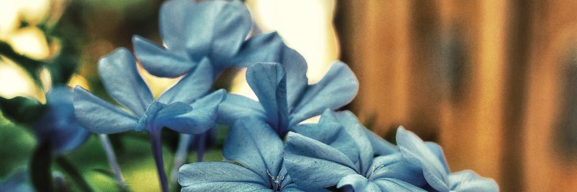 dina_6644's profile banner image