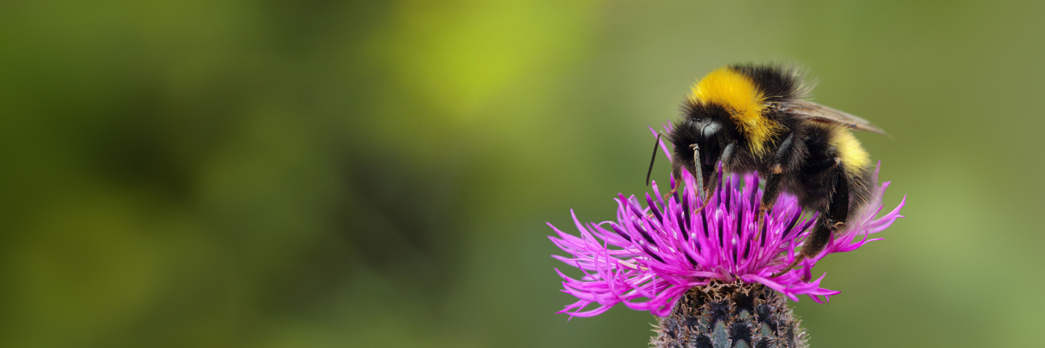 Initiative biodiversité | Iniziativa biodiversità banner