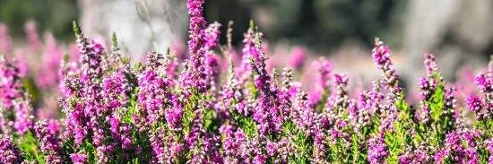 Heather Acord banner