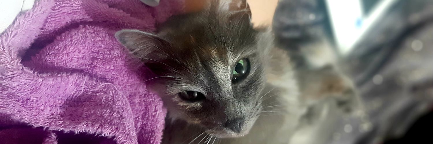 CatyLau_s's profile banner image
